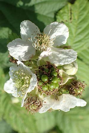 Rubus moerlenbach / Moerlenbach Bramble, D Odenwald, Weyher 14.7.2020