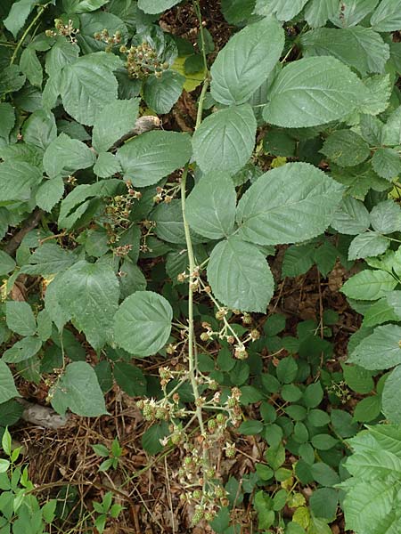 Rubus macrophyllus / Large Leaved Bramble, D Herne 28.7.2020