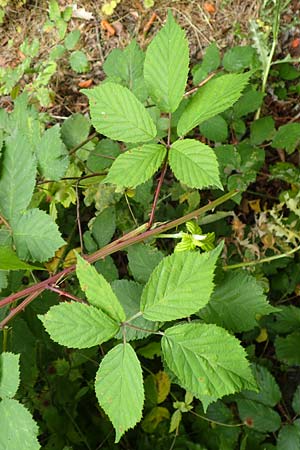 Rubus montanus \ Mittelgebirgs-Brombeere, D Herne 28.7.2020