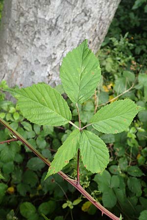 Rubus montanus \ Mittelgebirgs-Brombeere, D Herne 28.7.2020