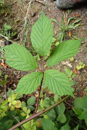 Rubus montanus \ Mittelgebirgs-Brombeere, D Herne 28.7.2020