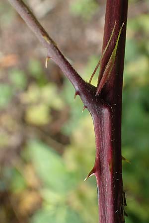 Rubus montanus \ Mittelgebirgs-Brombeere / Mountain Bramble, D Herne 28.7.2020