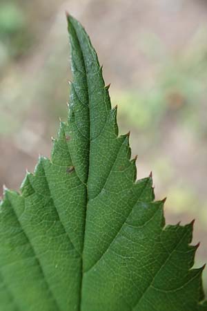 Rubus montanus \ Mittelgebirgs-Brombeere / Mountain Bramble, D Herne 28.7.2020