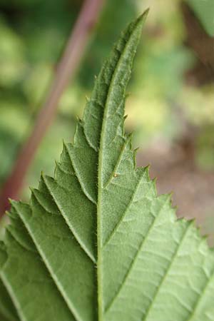 Rubus montanus \ Mittelgebirgs-Brombeere / Mountain Bramble, D Herne 28.7.2020