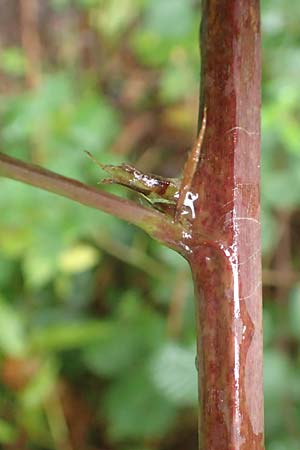 Rubus montanus \ Mittelgebirgs-Brombeere, D Zwingenberg am Neckar 31.8.2020