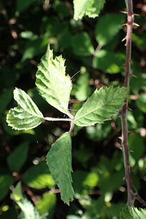 Rubus amphimalacus \ Samtblättrige Brombeere, D Odenwald, Rimbach 21.8.2021