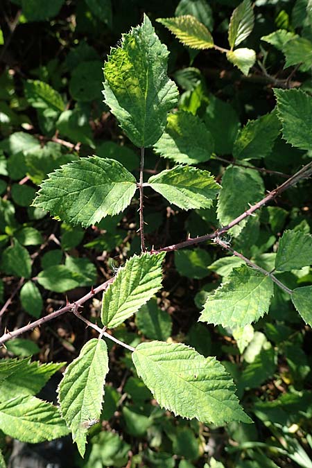 Rubus amphimalacus \ Samtblättrige Brombeere, D Odenwald, Rimbach 21.8.2021