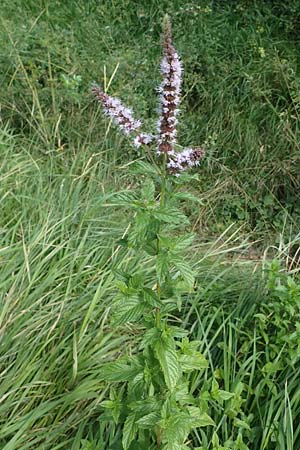 Mentha longifolia \ Ross-Minze, D Neuleiningen 26.8.2021