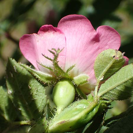 Rosa micrantha \ Kleinbltige Rose / Small-Flowered Sweet Briar, D Offenbach am Main 30.5.2023