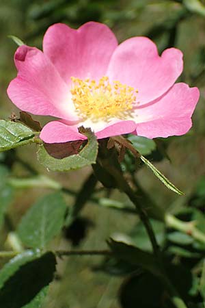 Rosa micrantha \ Kleinbltige Rose, D Offenbach am Main 30.5.2023