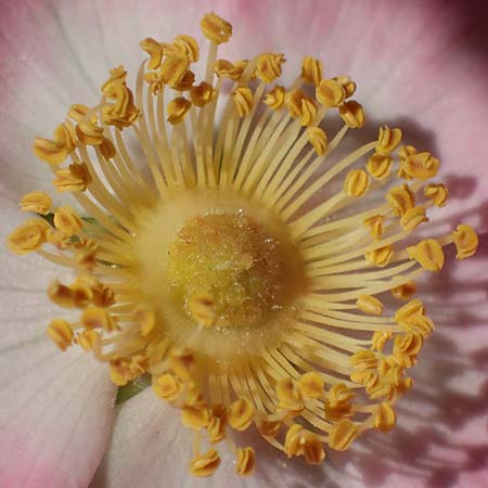 Rosa micrantha \ Kleinbltige Rose, D Offenbach am Main 30.5.2023