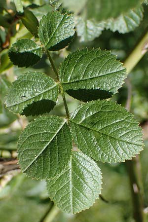 Rosa micrantha \ Kleinbltige Rose / Small-Flowered Sweet Briar, D Offenbach am Main 30.5.2023