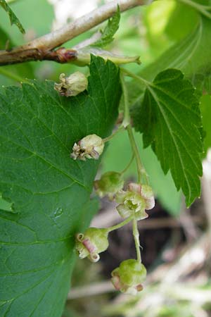 Ribes nigrum \ Schwarze Johannisbeere / Black Currant, D Offenbach am Main 2.5.2015