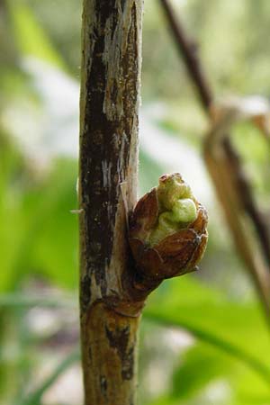 Ribes nigrum \ Schwarze Johannisbeere / Black Currant, D Offenbach am Main 2.5.2015