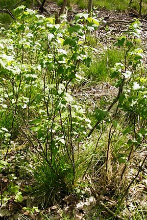 Ribes nigrum \ Schwarze Johannisbeere, D Offenbach am Main 2.5.2015