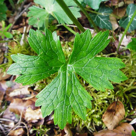 Ranunculus nemorosus \ Hain-Hahnenfu / Wood Buttercup, D Blaubeuren 2.6.2015