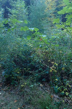 Rubus nessensis \ Fuchsbeere, Halbaufrechte Brombeere / Suberect Bramble, D Odenwald, Hammelbach 2.10.2015