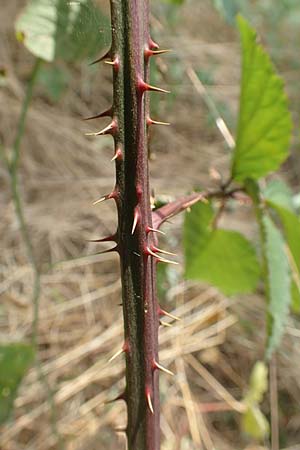 Rubus elegantispinosus \ Schlankstachelige Brombeere / Elegant-Spine Bramble, D Herne 27.7.2019