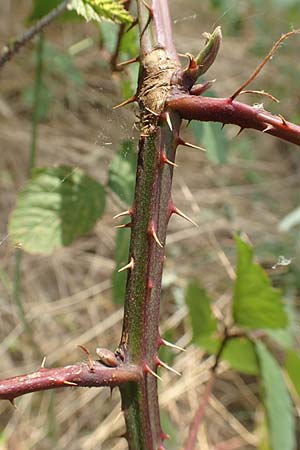 Rubus elegantispinosus \ Schlankstachelige Brombeere, D Herne 27.7.2019