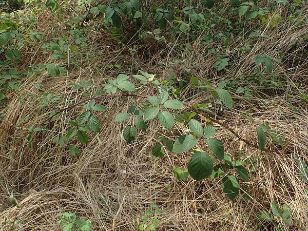 Rubus elegantispinosus \ Schlankstachelige Brombeere, D Herne 27.7.2019