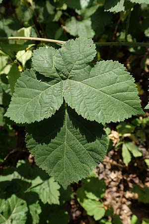 Rubus nemorosus \ Hain-Haselblatt-Brombeere, D Neuhof-Giesel 30.7.2019