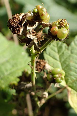 Rubus nemorosus \ Hain-Haselblatt-Brombeere, D Neuhof-Giesel 30.7.2019