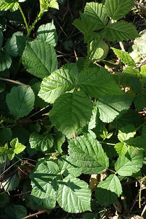 Rubus nord-weschnitztal \ Nord-Weschnitztäler Haselblatt-Brombeere, D Odenwald, Fürth-Schlierbach 26.6.2020