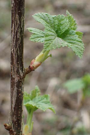 Ribes nigrum \ Schwarze Johannisbeere, D Mömlingen 8.4.2023