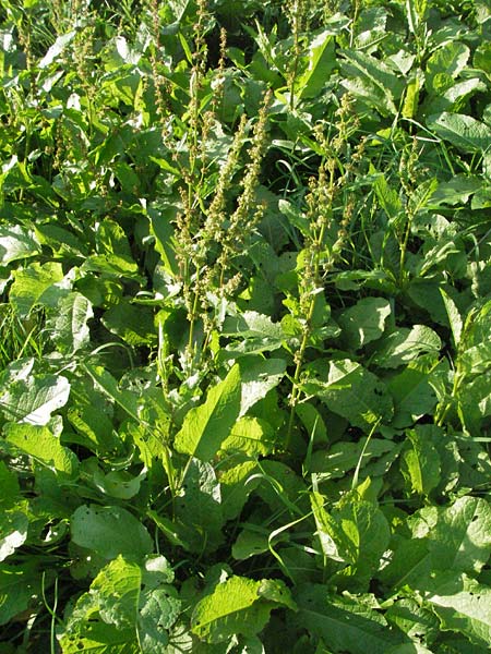 Rumex obtusifolius s.l. \ Stumpfblttriger Ampfer / Broad-Leaved Dock, D Hemsbach 16.8.2007