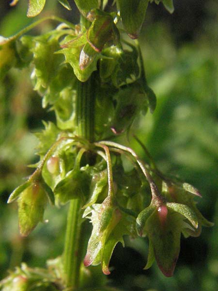 Rumex obtusifolius s.l. \ Stumpfblttriger Ampfer, D Hemsbach 16.8.2007