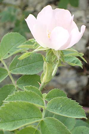 Rosa scabriuscula \ Kratz-Rose, D Fridingen 3.6.2015