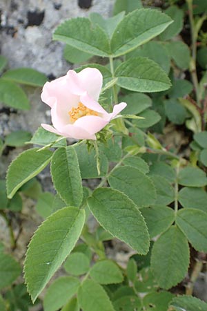 Rosa scabriuscula \ Kratz-Rose / Roughish Rose, D Fridingen 3.6.2015