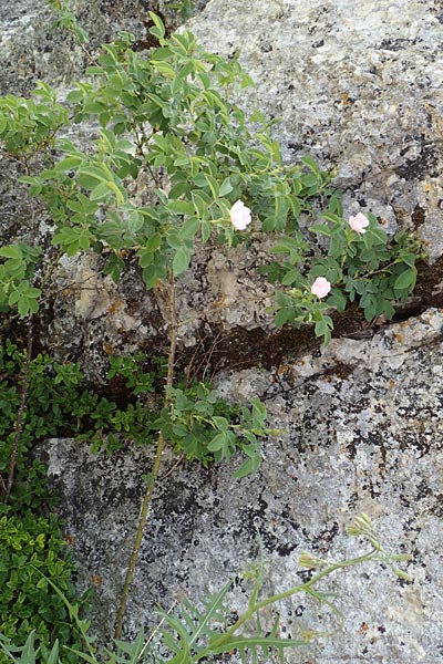 Rosa scabriuscula \ Kratz-Rose / Roughish Rose, D Fridingen 3.6.2015