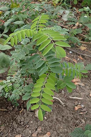 Robinia pseudoacacia \ Robinie, D Mannheim,  Friesenheimer Insel 21.10.2015