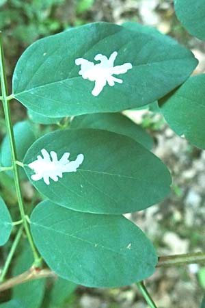 Robinia pseudoacacia \ Robinie / False Acacia, D Waghäusel 14.10.2016