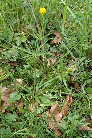 Ranunculus opimus \ Stattlicher Gold-Hahnenfu, Feister Gold-Hahnenfu / Portly Goldilocks, D Großwallstadt am Main 8.4.2017