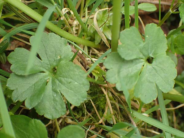 Ranunculus opimus \ Stattlicher Gold-Hahnenfu, Feister Gold-Hahnenfu / Portly Goldilocks, D Großwallstadt am Main 8.4.2017