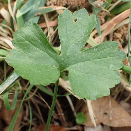 Ranunculus opimus / Portly Goldilocks, D Großwallstadt am Main 8.4.2017