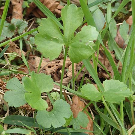 Ranunculus opimus \ Stattlicher Gold-Hahnenfu, Feister Gold-Hahnenfu / Portly Goldilocks, D Großwallstadt am Main 8.4.2017