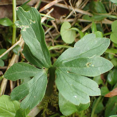 Ranunculus opimus \ Stattlicher Gold-Hahnenfu, Feister Gold-Hahnenfu / Portly Goldilocks, D Großwallstadt am Main 8.4.2017