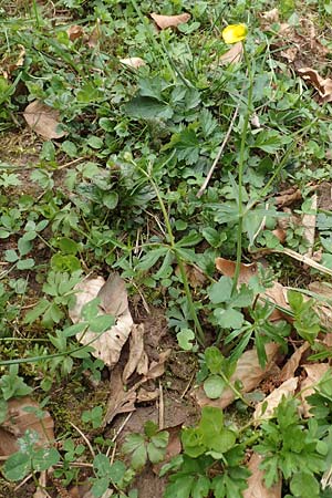 Ranunculus opimus / Portly Goldilocks, D Großwallstadt am Main 8.4.2017