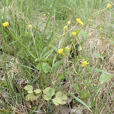 Ranunculus onsdorfensis \ Onsdorfer Gold-Hahnenfu, D Konz-Onsdorf 22.4.2017