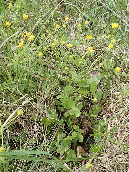 Ranunculus onsdorfensis \ Onsdorfer Gold-Hahnenfu / Onsdorf Goldilocks , D Konz-Onsdorf 22.4.2017