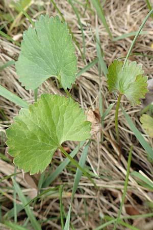 Ranunculus onsdorfensis \ Onsdorfer Gold-Hahnenfu / Onsdorf Goldilocks , D Konz-Onsdorf 22.4.2017