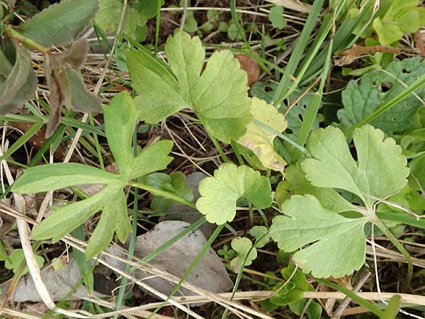 Ranunculus onsdorfensis / Onsdorf Goldilocks , D Konz-Onsdorf 22.4.2017