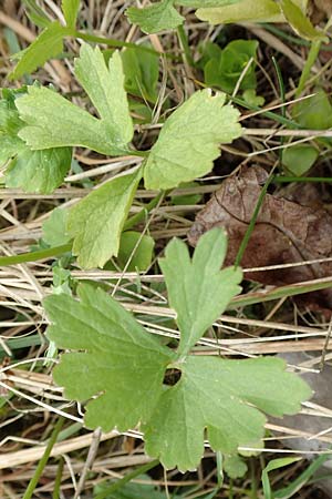 Ranunculus onsdorfensis / Onsdorf Goldilocks , D Konz-Onsdorf 22.4.2017