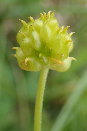 Ranunculus onsdorfensis \ Onsdorfer Gold-Hahnenfu / Onsdorf Goldilocks , D Konz-Onsdorf 22.4.2017