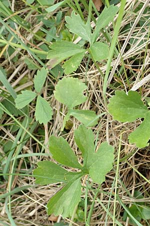 Ranunculus onsdorfensis / Onsdorf Goldilocks , D Konz-Onsdorf 22.4.2017