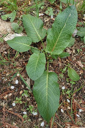 Rumex obtusifolius s.l. \ Stumpfblttriger Ampfer, D Schalksmühle 25.4.2019