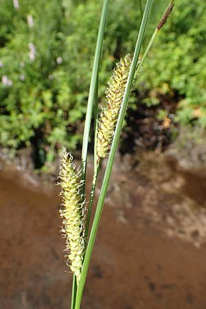 Carex rostrata \ Schnabel-Segge, D Raubach 1.6.2019